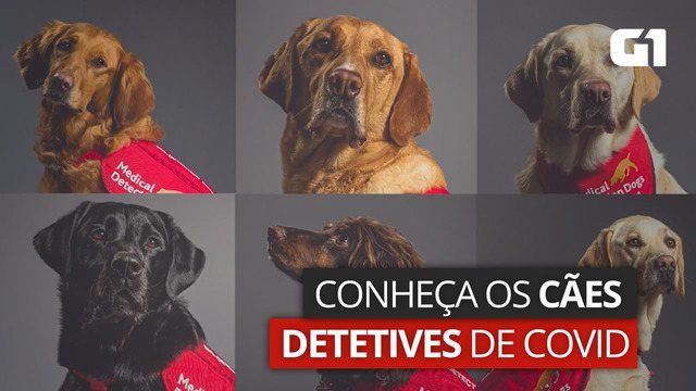 'Cães-detetives' identificam casos de Covid pelo cheiro com mais de 90% de precisão