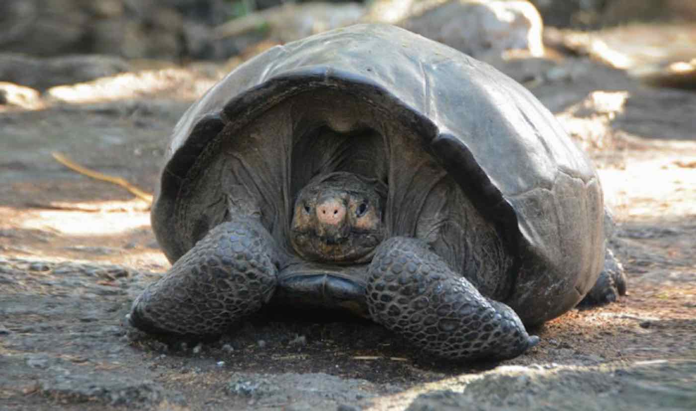 BREAKING: 100-Year-Old Galápagos Giant Tortoise Found on Fernandina Island is Indeed Member of ‘Extinct’ Species