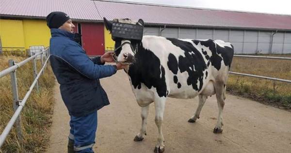 Vacas russas ganham visor de realidade virtual para reduzir ansiedade e dar mais leite