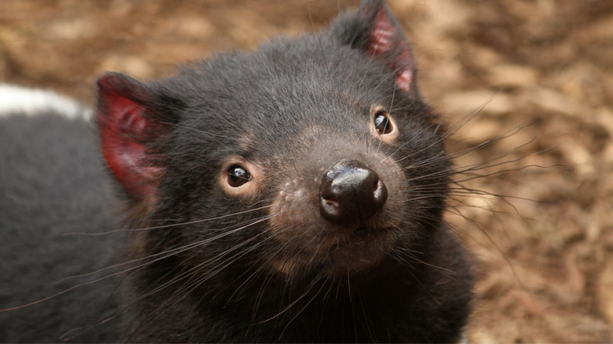 First Tasmanian Devils Born on Australia's Mainland After 3,000 Years