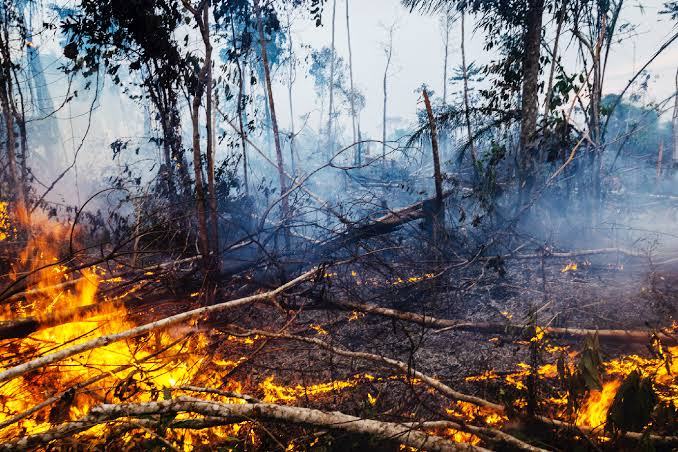 Polícia prende 4 integrantes de ONG por suspeita de queimadas criminosas no Pará