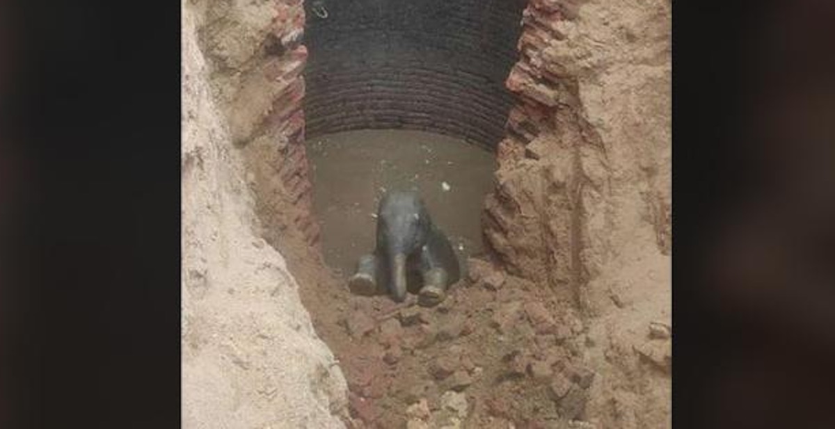 Baby Elephant Rescued After Falling Into Indian Well 30-Feet Deep