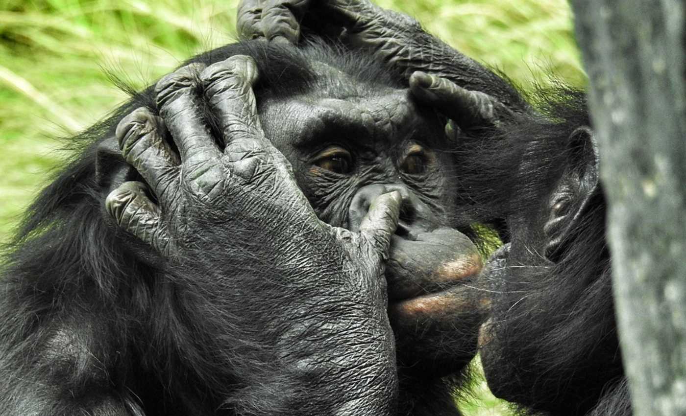 Some Generous Apes May Help Explain The Evolution Of Human Kindness