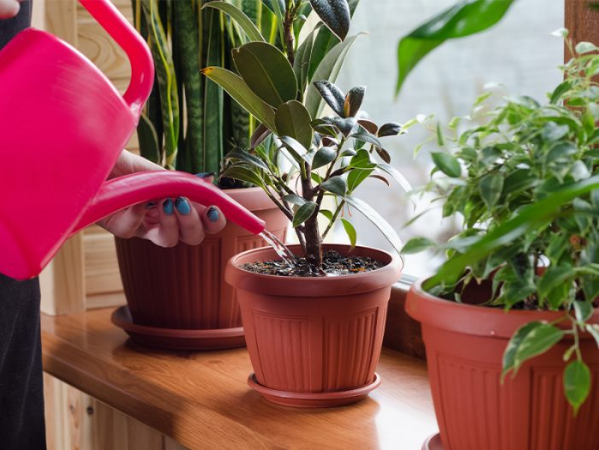 8 benefícios psicológicos de ter plantas em sua casa | Familia