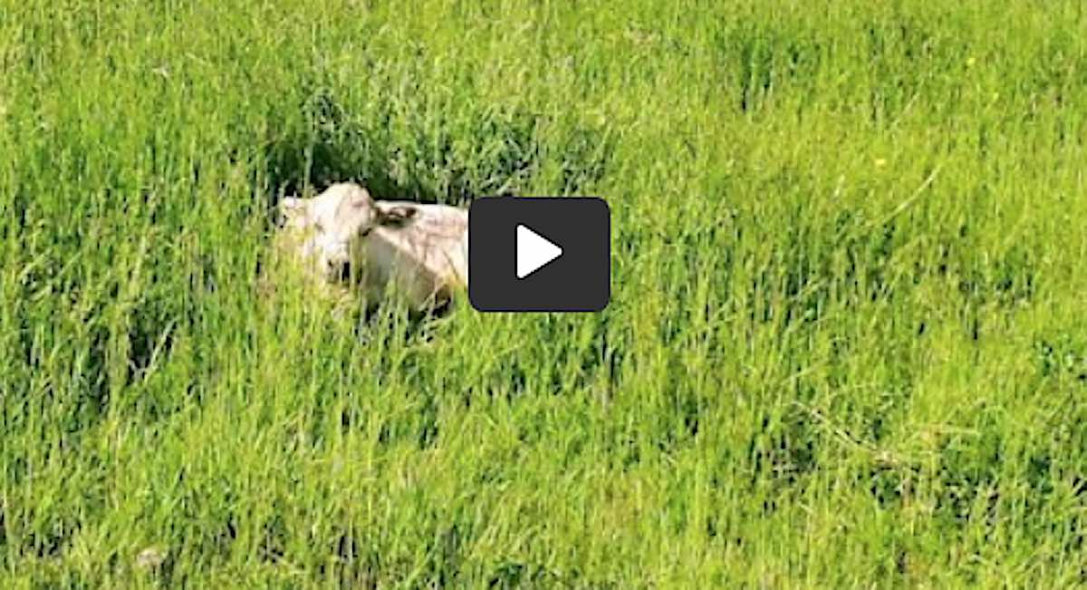 Concerned Farmer Uses Drone to Check on Sick Calf