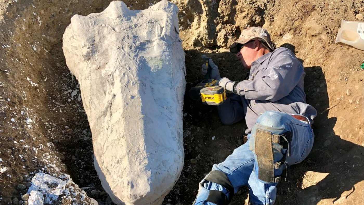 Astounding Fossil Discovery in California After Man Looks Closely at Petrified Tree And Finds Bones of Great Beasts