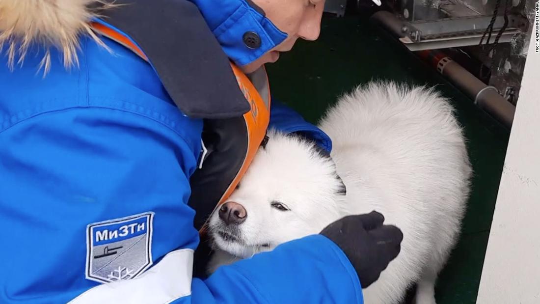 Dog rescued after wandering through Arctic ice for more than a week