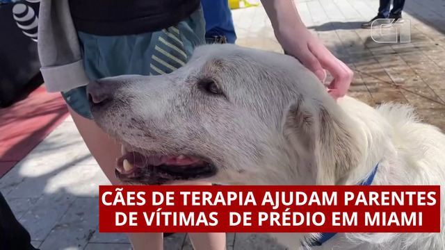 VÍDEO: Cães de terapia ajudam parentes de vítimas de prédio em Miami