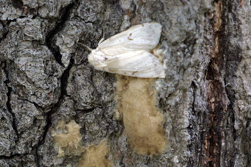 Bug experts seeking new name for destructive gypsy moths