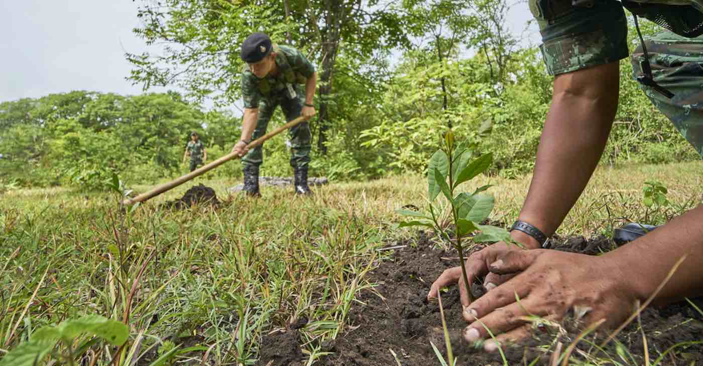 Volunteers in India Do it Again–Planting 250 Million Saplings in Single Day and Seeing 80% Survival Rate
