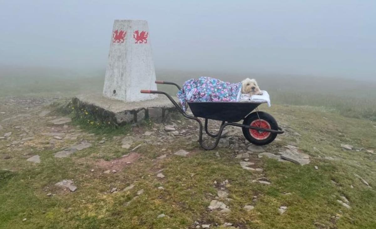 Man Gives His Terminally-Ill Dog One Last Walk Up Their Beloved Mountain in a Wheelbarrow (PHOTOS)
