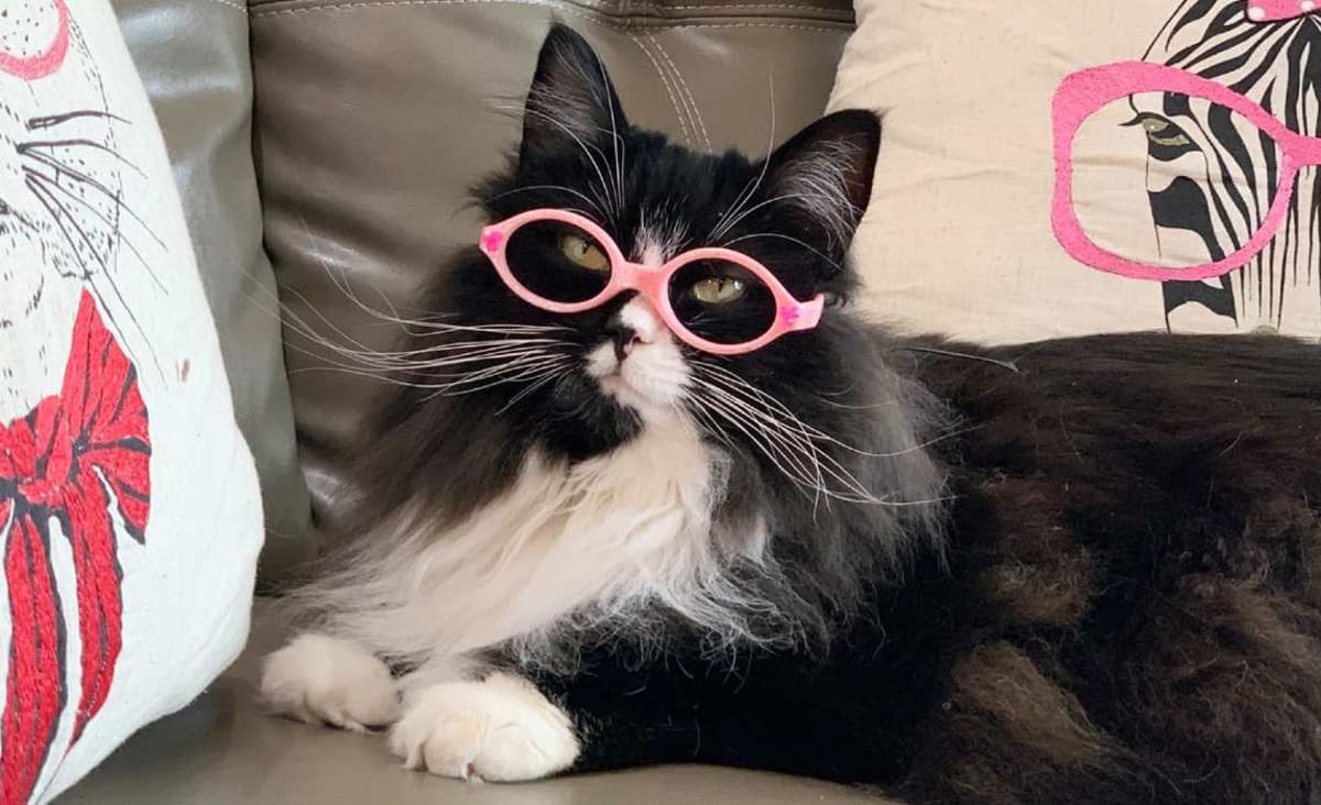 Dashing Support Cat Helps Kids With Eye Problems Feel Confident About Wearing Glasses