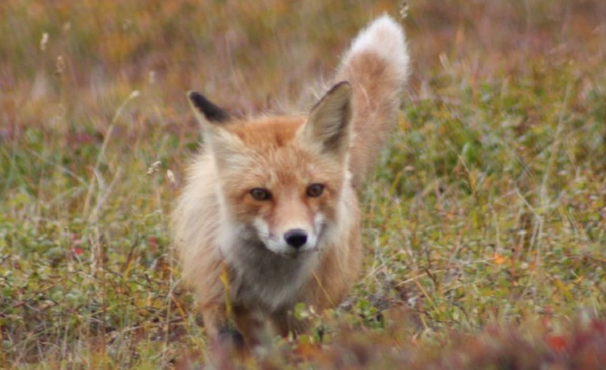 Raposa vermelha agora está na lista de animais em extinção