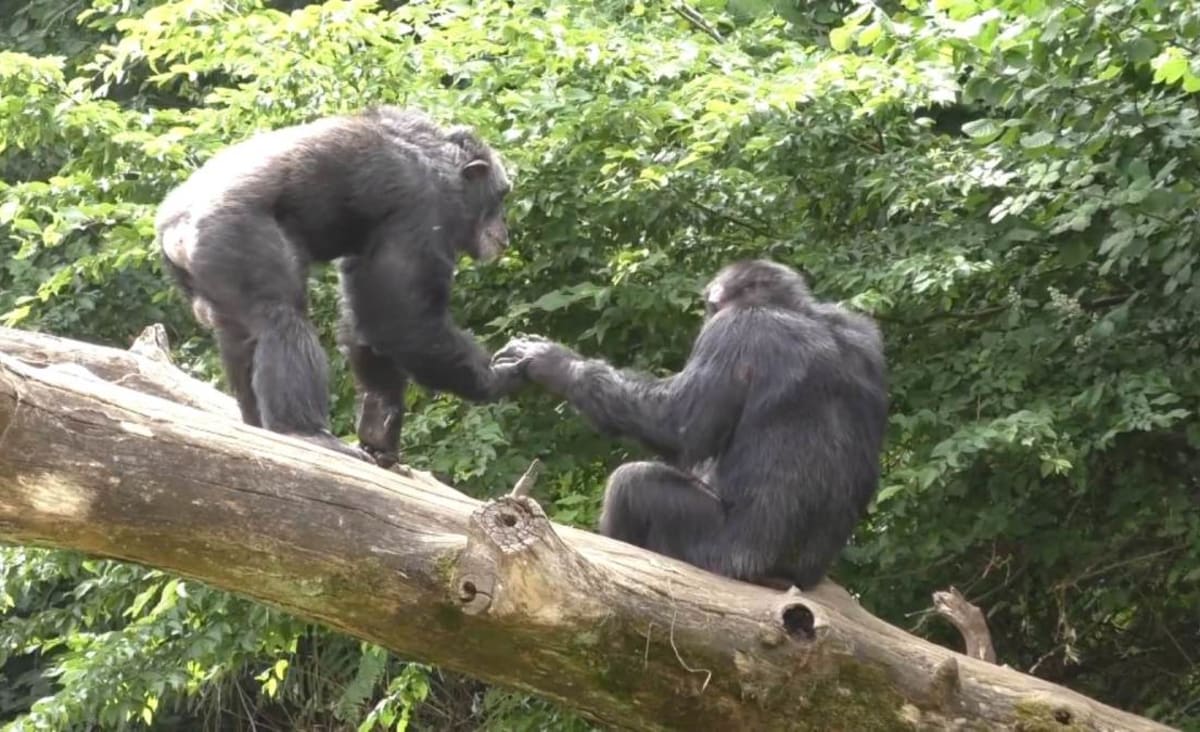 Macacos dizem olá e adeus, assim como os humanos, revela pesquisa | CNN Brasil