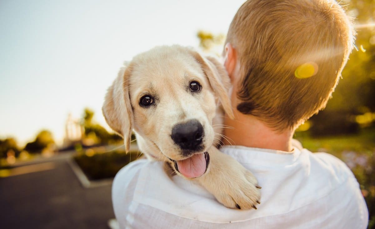 Cientistas explicam por que ter cachorros faz bem para a saúde | CNN Brasil