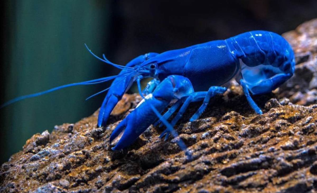 Homem pesca uma lagosta azul na Escócia; chance é de uma em 2 milhões | CNN Brasil