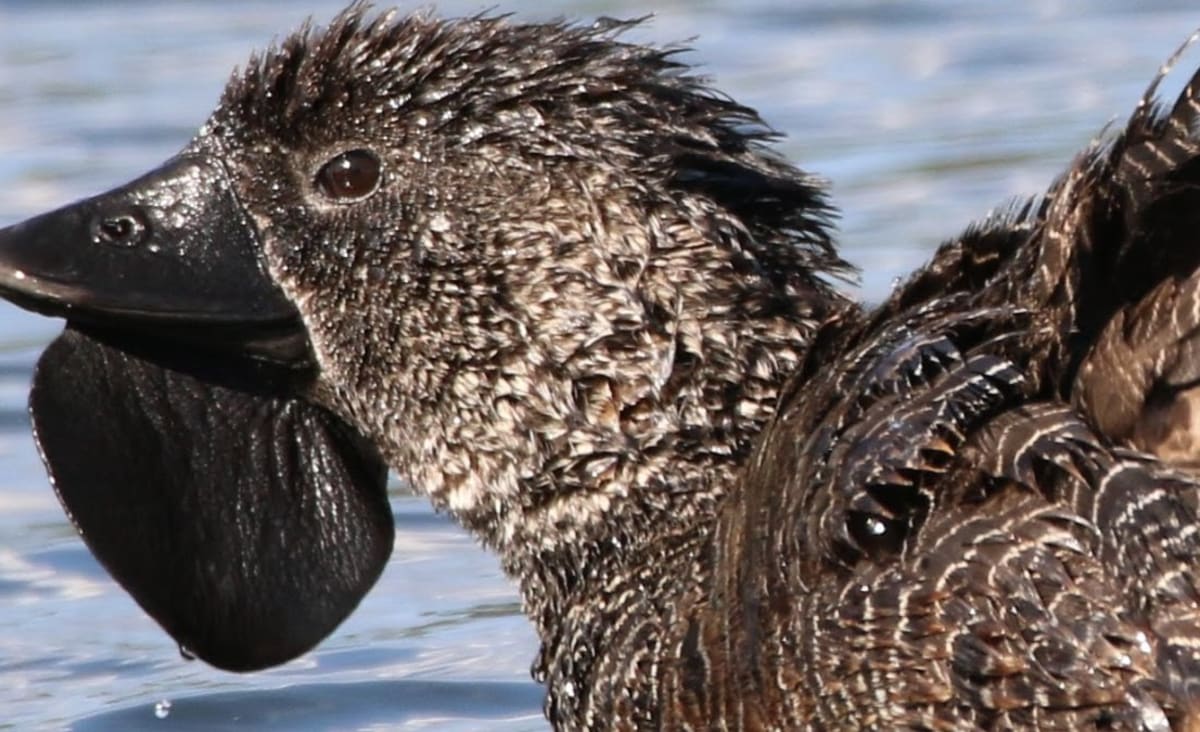 Cientistas australianos estão intrigados com um pato que aprendeu a xingar