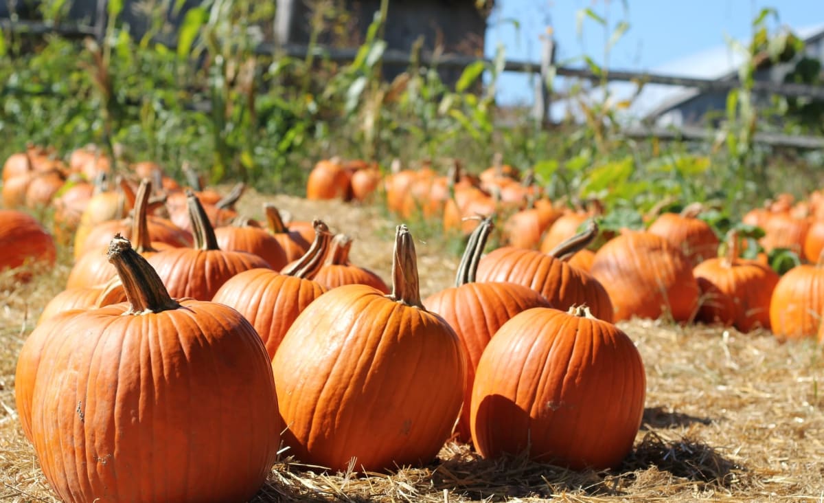 5 Awesome Pumpkin Patches To Check Out This Fall In Miami