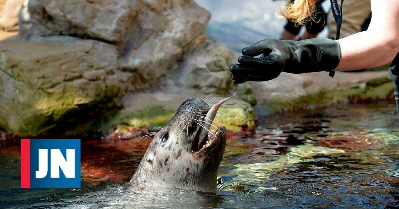 Zoo alemão lista animais que pondera abater para alimentar outros