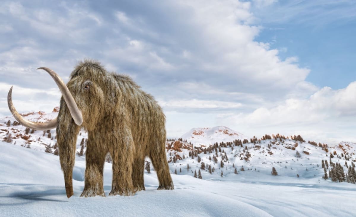 Can De-Extinction Bring Back the Woolly Mammoth?