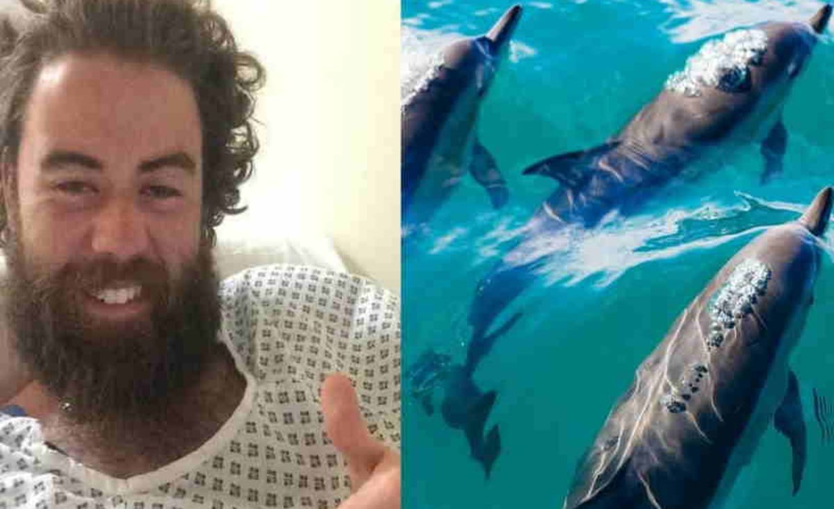 Nadador desaparecido é resgatado com ajuda de golfinhos - Só Notícia Boa