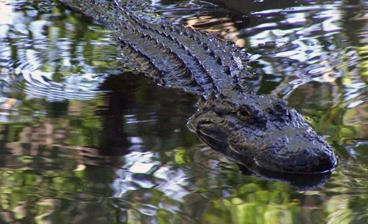 74-year-old Florida woman fights off alligator, gets bitten to save dog in Boca Raton