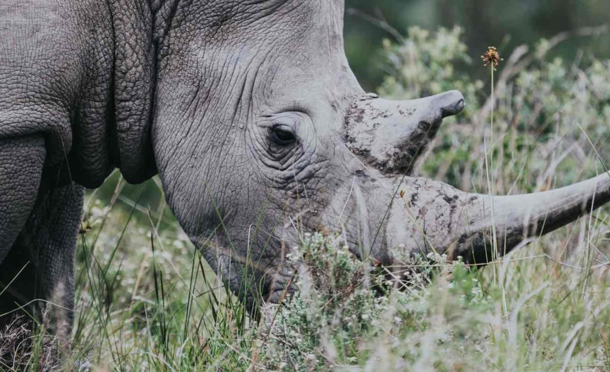 Rare Rhino Species Sees Dramatic Population Growth – From Just 100 to 3,700 Today – as Poaching Falls -