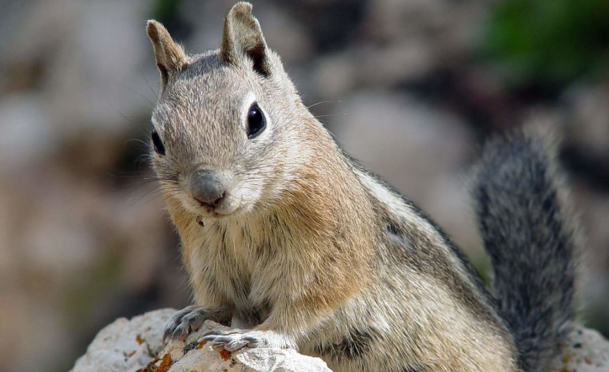 Squirrels Have Very Different Personality Traits – Just Like Humans