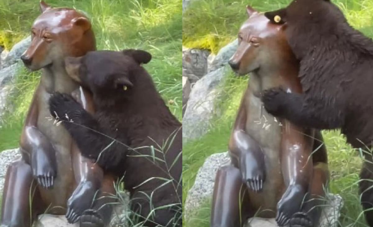 Urso "paquera" estátua e vídeo viraliza nas redes sociais - Só Notícia Boa