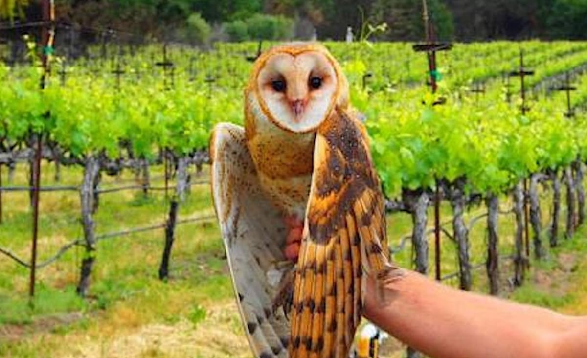 California Vineyards That Once Used Only Toxic Chemicals to Protect Vines Now Use Nesting Owls
