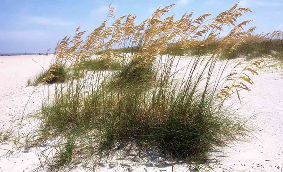 Retired Banker Devotes His Millionaire Fortune to Restoring Protective Sand Dunes on Island Beaches