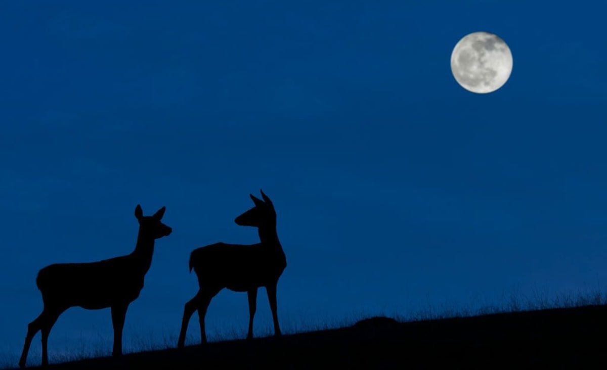 October's full Hunter's Moon of 2021 rises tonight! Here's what to expect.