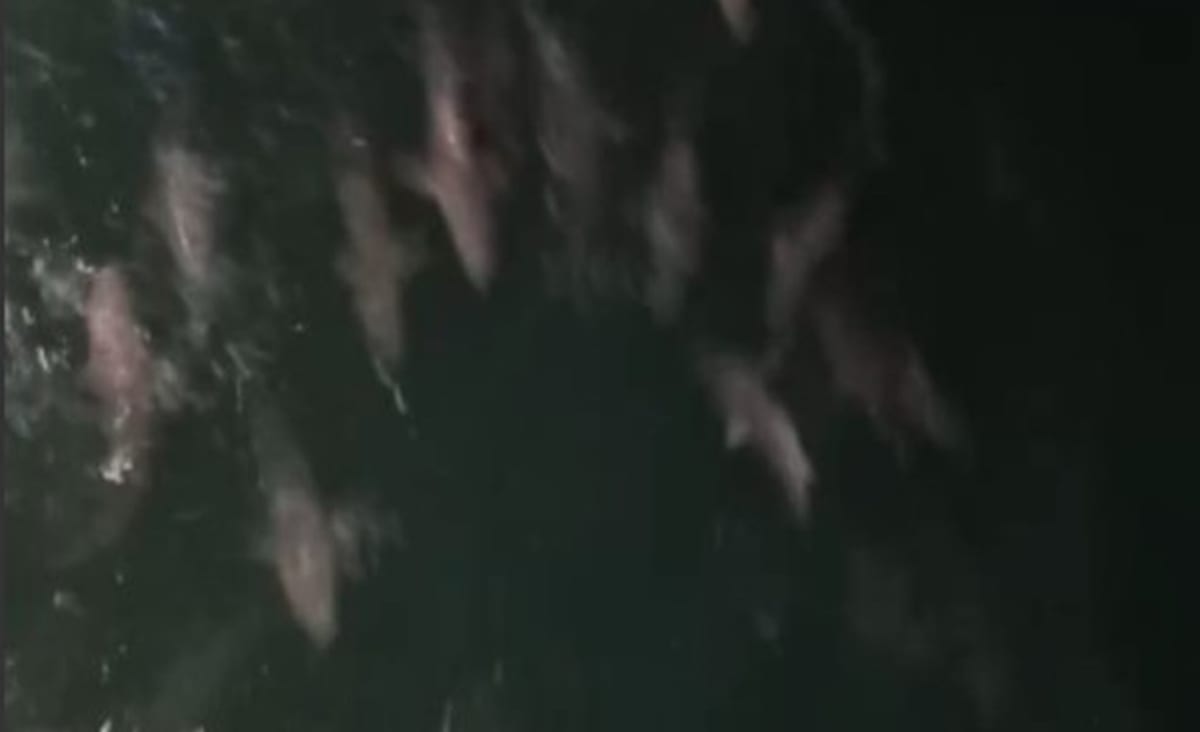 Video appears to show dozens of sharks near pier in Surf City