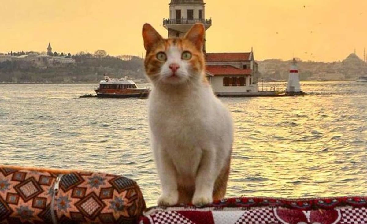 Istanbul Improves the Lives of its Thousands of Stray Cats with Elaborate Outdoor Cat Houses