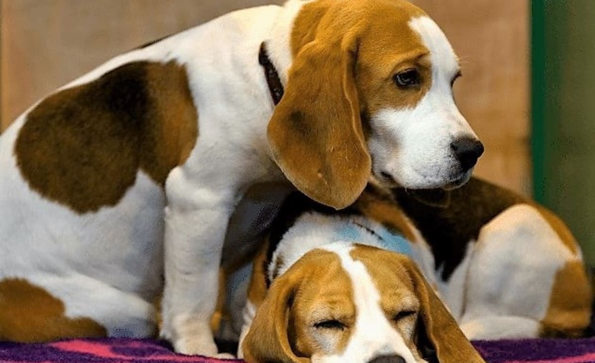 Report: Fauci’s NIH Division Partially Funded Insects Eating Beagles Alive