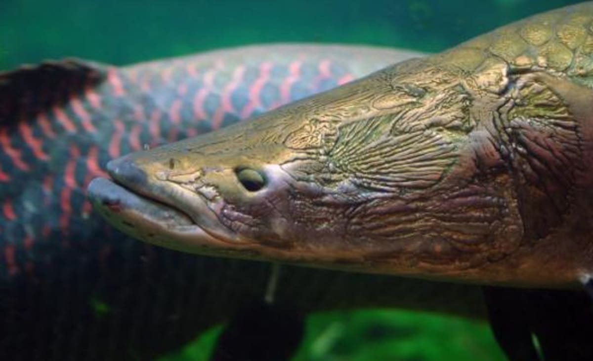 Trusting Amazonian Tribes Has Saved A True River Monster