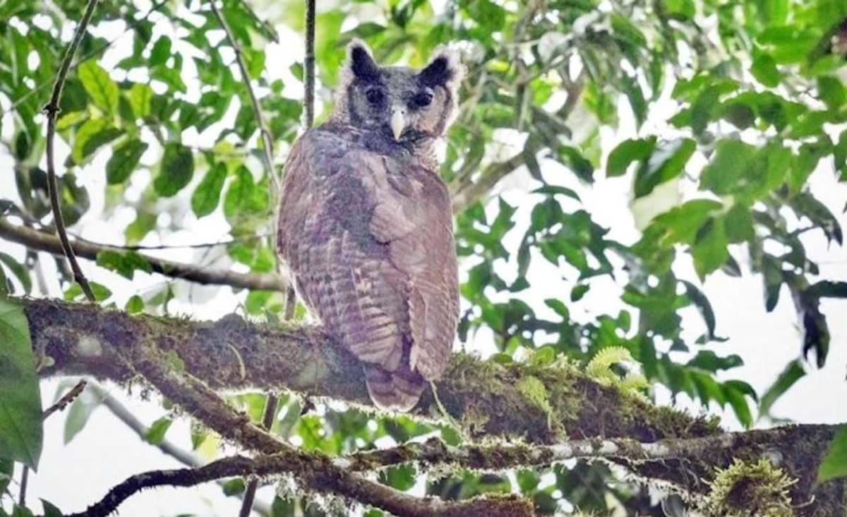 Giant Eagle-Owl Unseen For 150 Years Just Caught on Camera