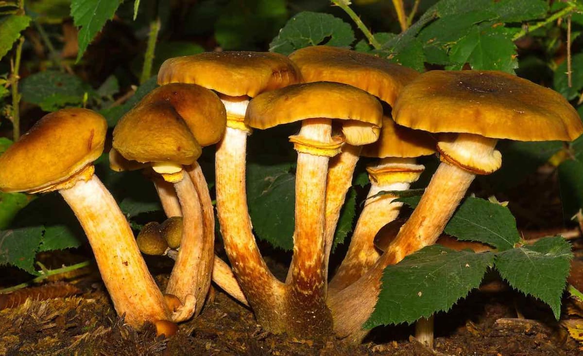 The Many Health Benefits of Eating Mushrooms That Are Wild – And Picking Them Doesn’t Deplete Supply