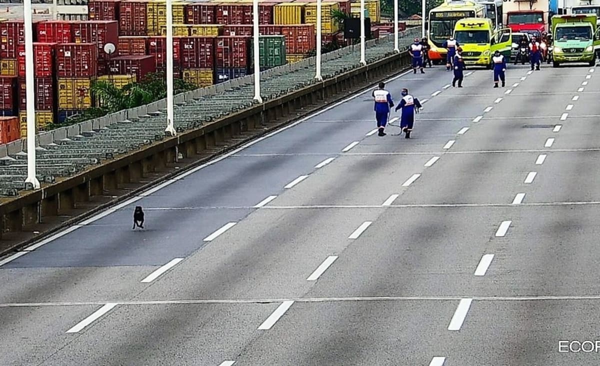 Ponte Rio-Niterói é fechada para resgate de dois cães; incidente gera engarrafamento na região