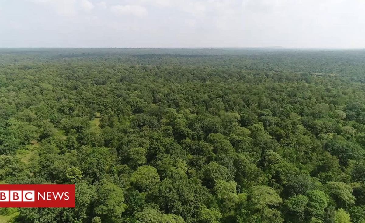 A floresta ameaçada pelo garimpo de diamantes na Índia - BBC News Brasil