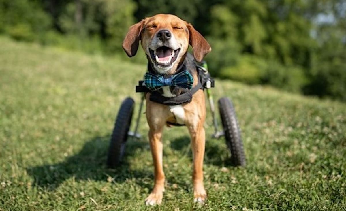 Courageous Canine Who Lost His Legs–But Not His Hope–is Named 2021 Hero Dog of the Year