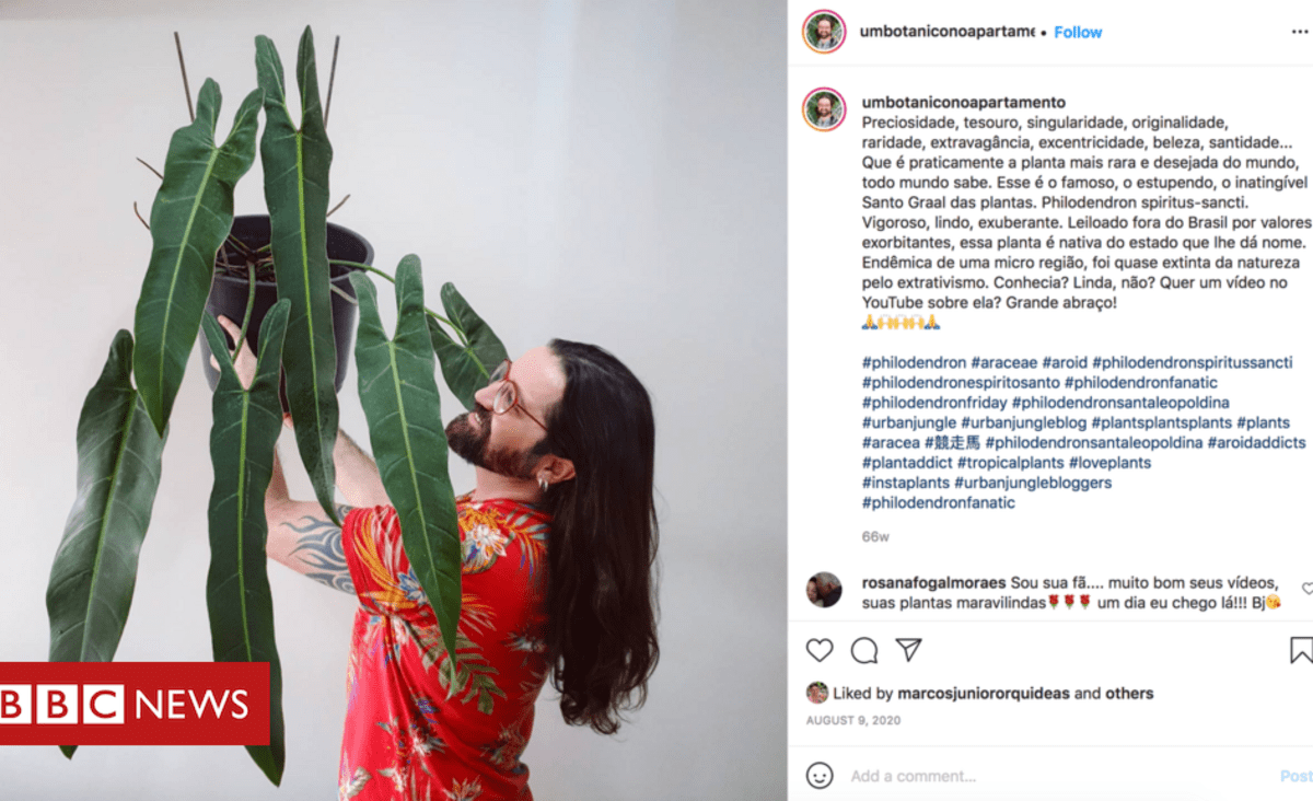 As plantas brasileiras quase extintas que movem mercado milionário no Instagram - BBC News Brasil