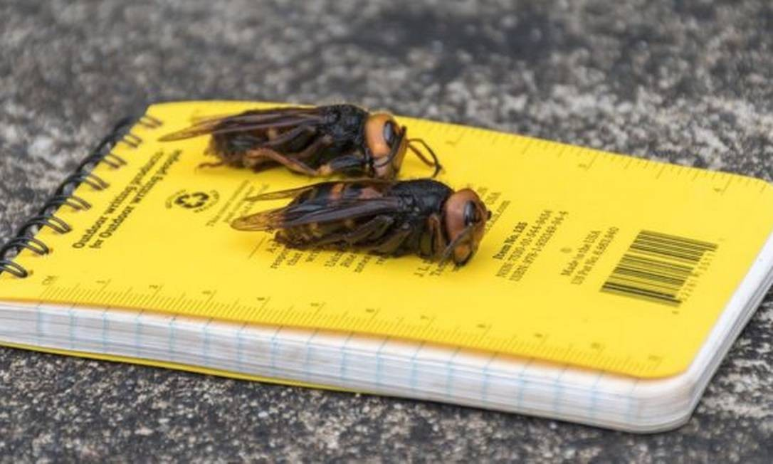 'Se encontrá-las, corra e nos chame!': cientistas nos EUA alertam para chegada de 'vespas assassinas'