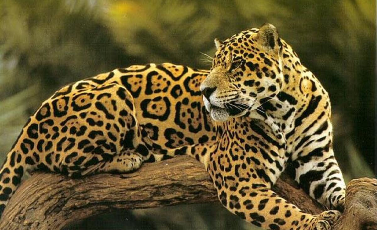 Jaguars in Mexico are Growing in Number, a Promising Sign That Conservation Strategies are Working