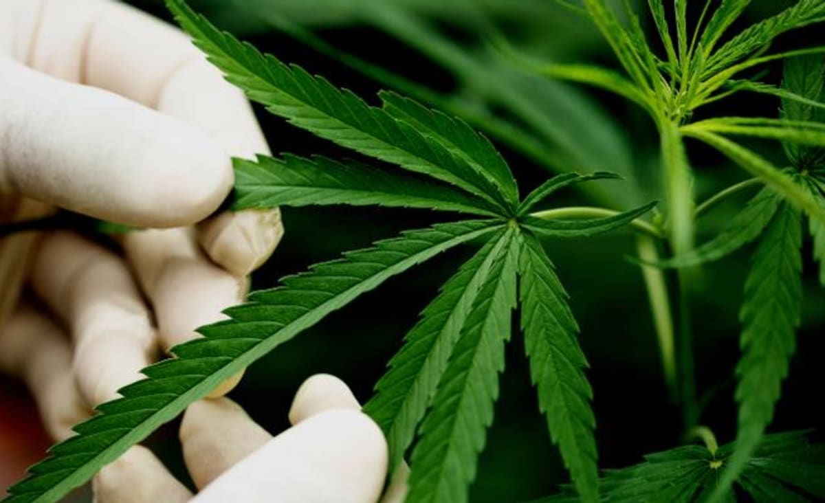 Cannabis medicinal: Anvisa aprova oitavo medicamento com canabidiol