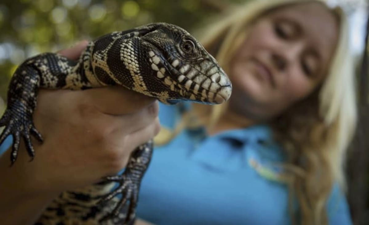 Invasive tegu lizards expand in Florida and eat ‘truly everything’