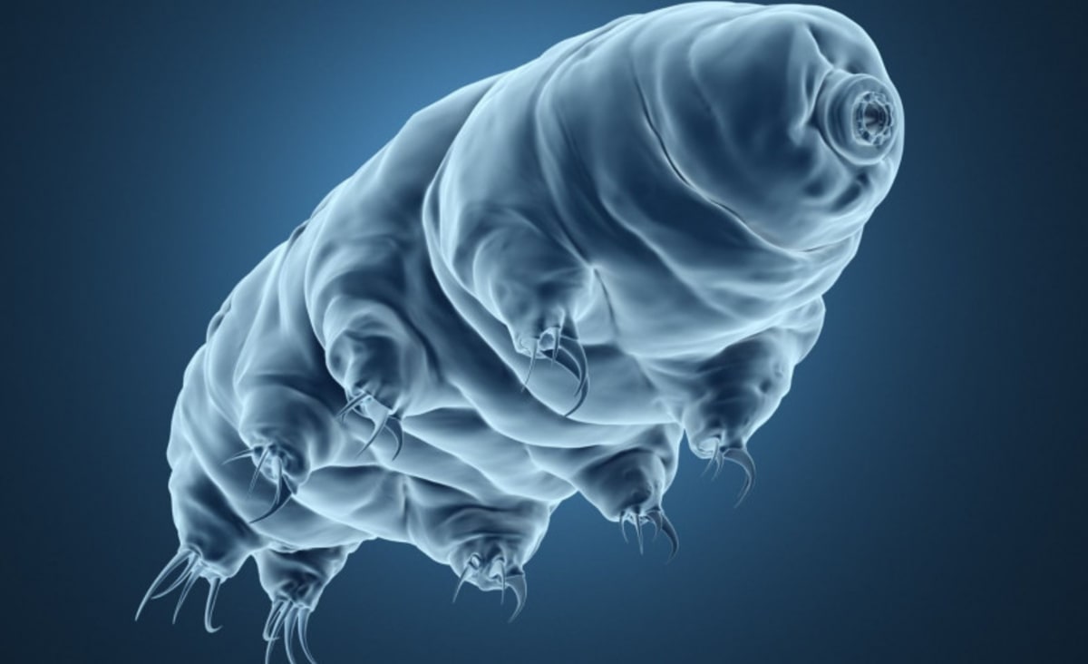 A Quantum-Entangled Tardigrade? Scientists Are Arguing Over Micro-Animals