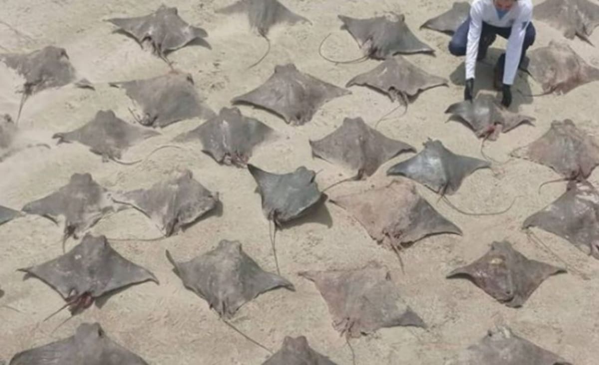 55 raias, 3 tubarões e uma móbula são encontrados mortos na praia de Peruíbe | CNN Brasil
