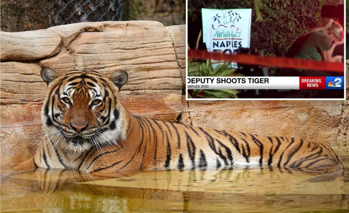 Tiger at Florida zoo shot and killed after attacking cleaning worker