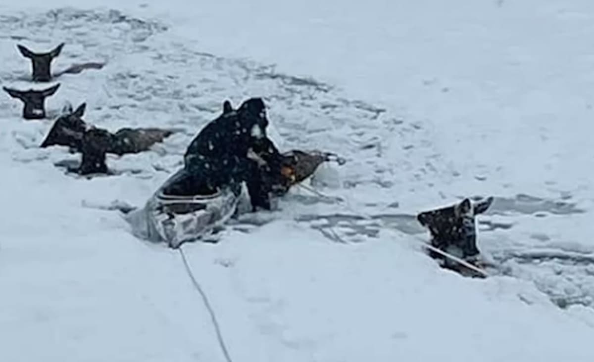 Families Spend Christmas Eve Rescuing 6 Elk Trapped in Frozen River After Falling Through Ice (LOOK)